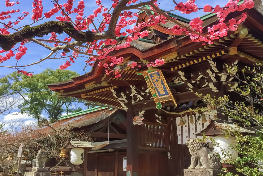 Hoa mơ Kyoto - Cẩm Nang Du Lịch Kyoto Tháng 2 Dịp Tết Nguyên Đán