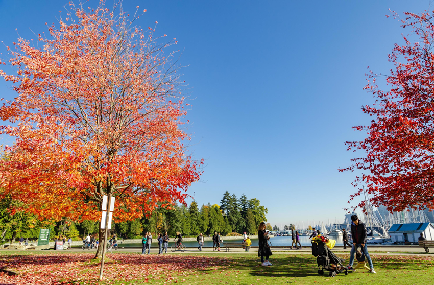 Stanley Park mùa thu 2025 | Điểm nhấn không thể bỏ lỡ khi đến Canada