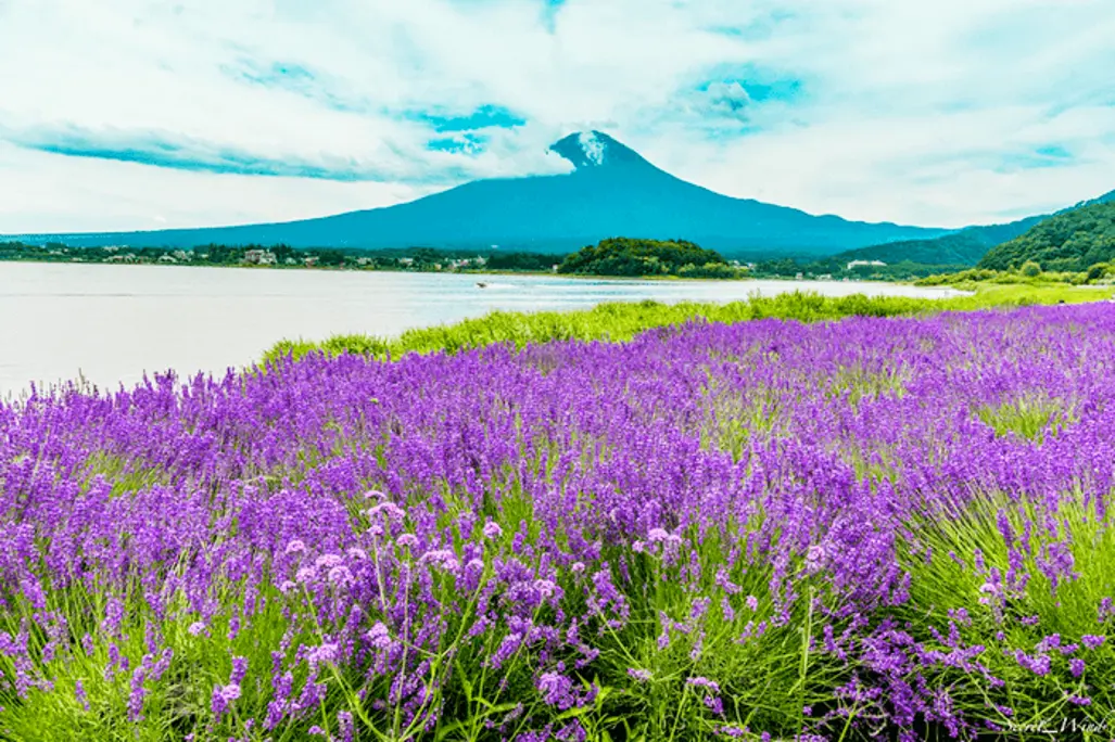 (HN) Du Lịch Nhật Bản: Đón Hè Nhật Bản Narita - Tokyo - Yamanashi - Nagoya (VNA) 2025