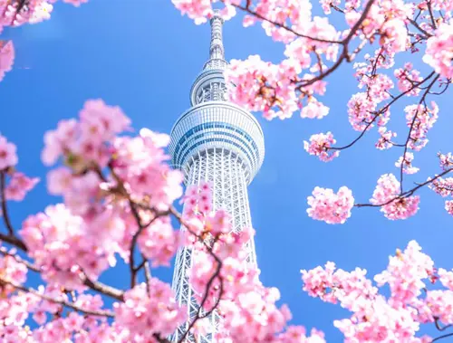 Du Lịch Nhật Bản: Narita - Tokyo - Yamanashi - Toyohashi 