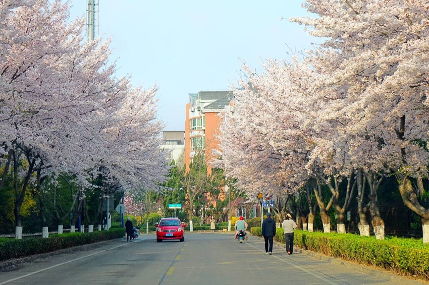 Du lịch Thanh Đảo mùa hoa anh đào 2026 - Thành phố biển đẹp nhất Trung Quốc