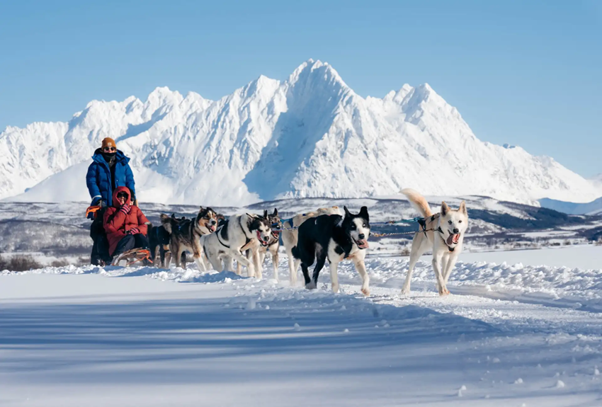 Dog sled trải nghiệm Bắc Âu – Chuyến phiêu lưu mùa đông kỳ diệu cùng đàn husky